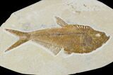 Detailed, Fossil Fish (Diplomystus) Plate - Wyoming #113300-1